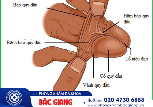 Bao quy đầu là gì? Các bệnh thường gặp ở bao quy đầu?