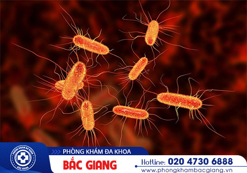 Nhiễm khuẩn tiết niệu: Nguyên nhân, Triệu chứng và Biến chứng nguy hiểm của bệnh