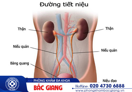 Viêm đường tiểu: Nguyên nhân, Triệu chứng, Biến chứng và Địa chỉ điều trị bệnh